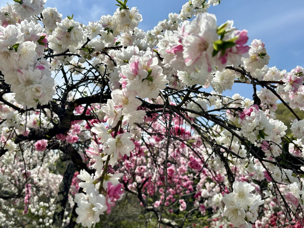 かのん tweet media