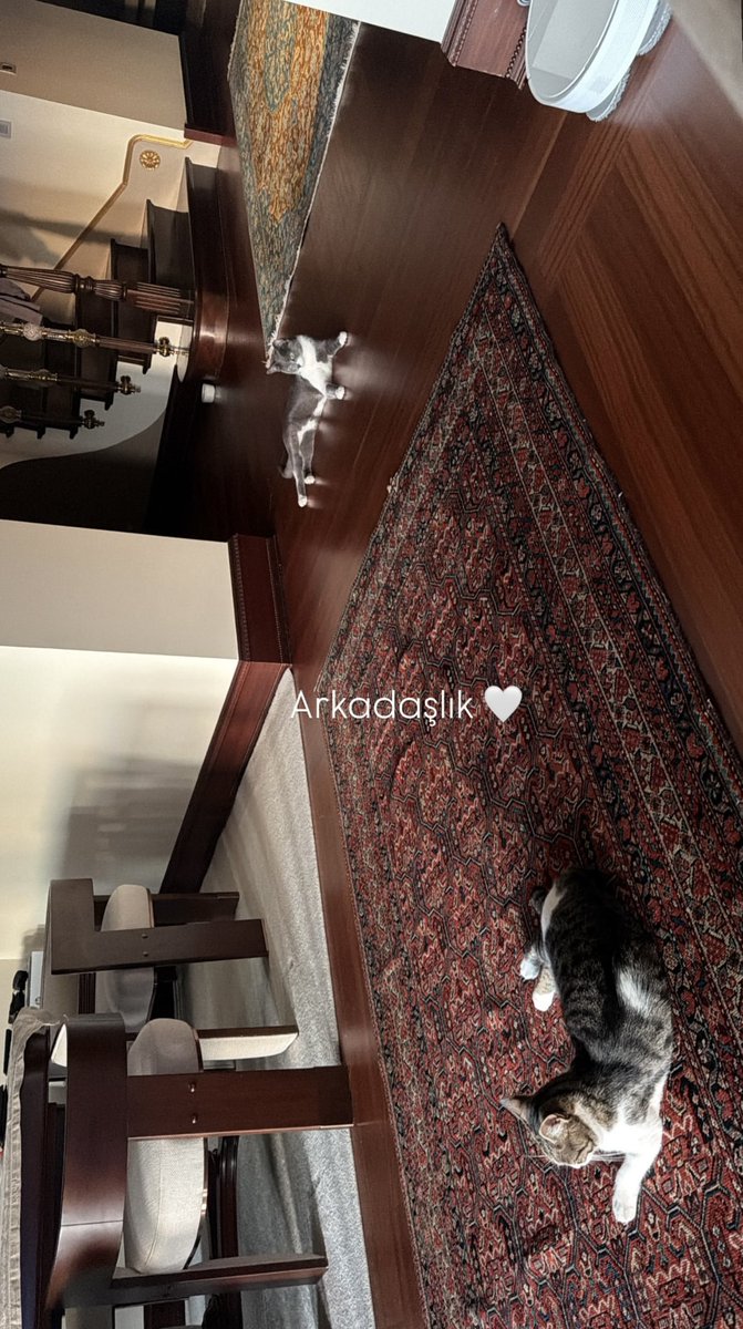Pisablessing's tweet photo. Peynir and minik practicing social distancing 🧿✨ https://t.co/WjQgX59Zw1