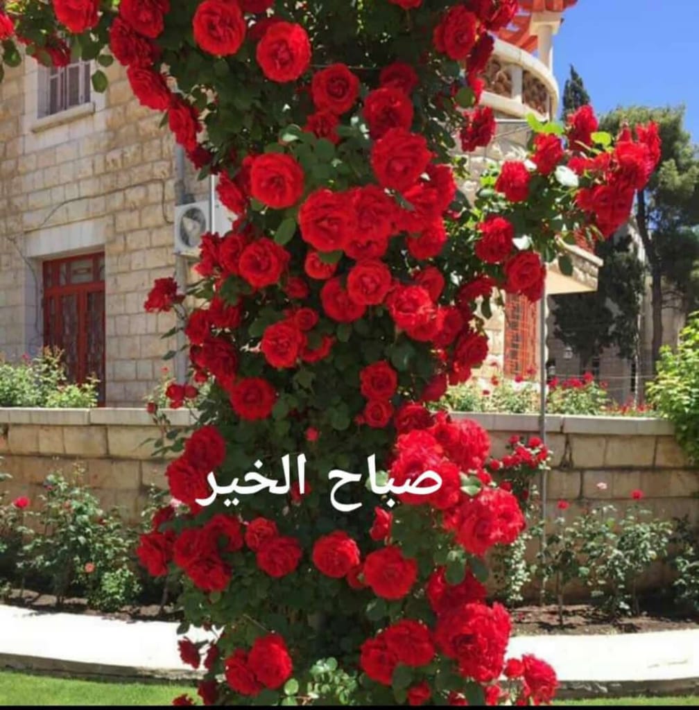 Kamal Leban 🇱🇧 tweet media