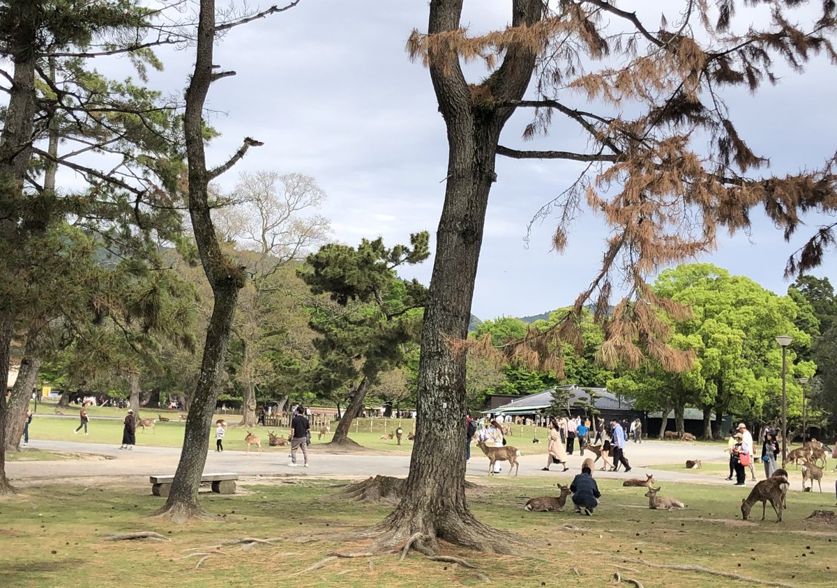 森の風ふぅちゃん🌸 tweet media