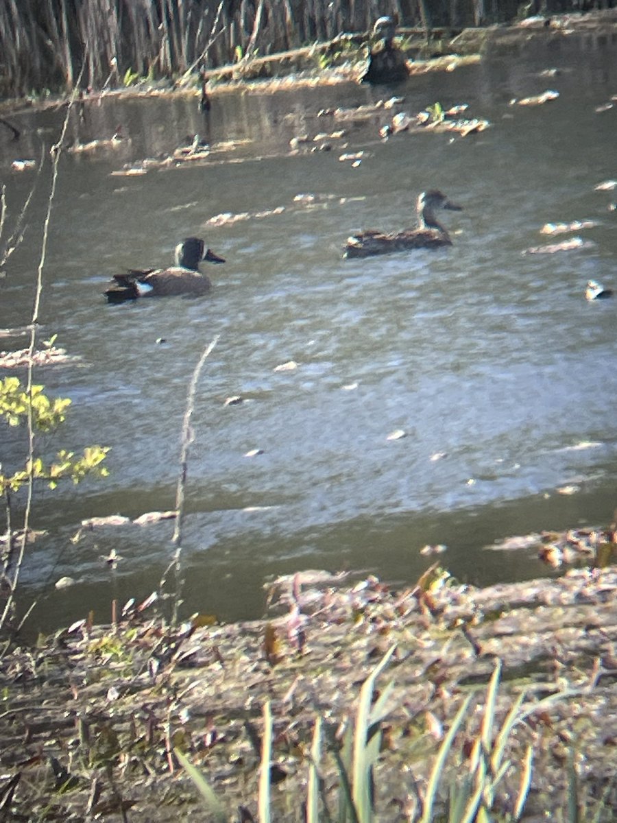 MartinDeehan2's tweet photo. Friday past - Although dipped the AM Bittern at Cobh, I did get the Blue winged Teals at Ballycar, Clare on Friday - dipped Elegant Tern Co Galway - mad one days driving https://t.co/vKTCJr8cKb
