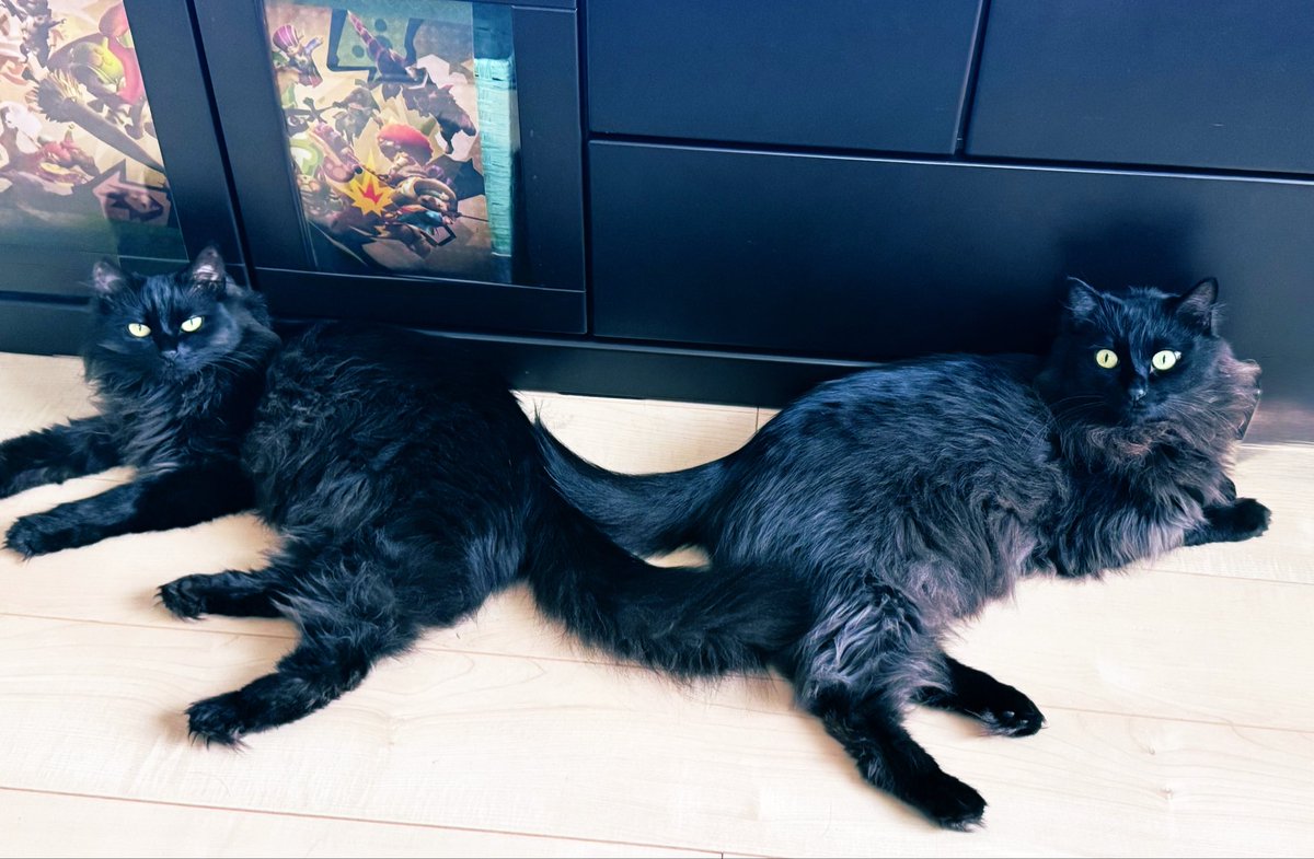 ☀️我が家の小さな古龍たち🌙 tweet media