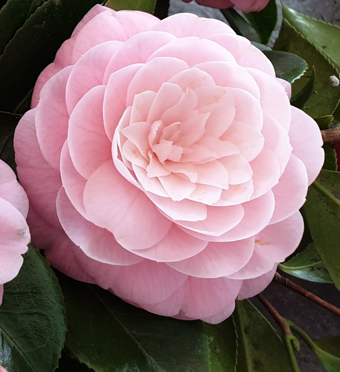 StefaniaZoppis's tweet image. #HappySunday 
#BuonaDomenica