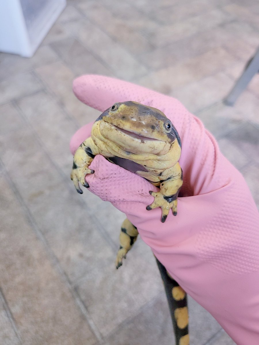 飼育員えぬ tweet media