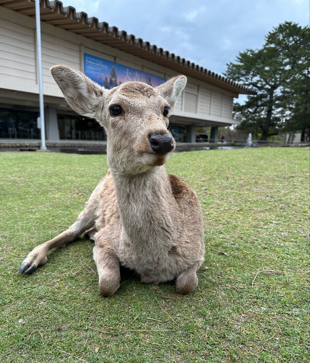 自宅が奈良にあると、ちょっと嫌なことがあっても「まあ家に帰れば鹿いるしな」ってなるし社会でむかつく人に会っても「そんな口きいていいのか？私は奈良公園で鹿とよろしくやってる身だぞ」ってなれる。戦闘力を求められる現代社会において奈良で暮らすことは有効