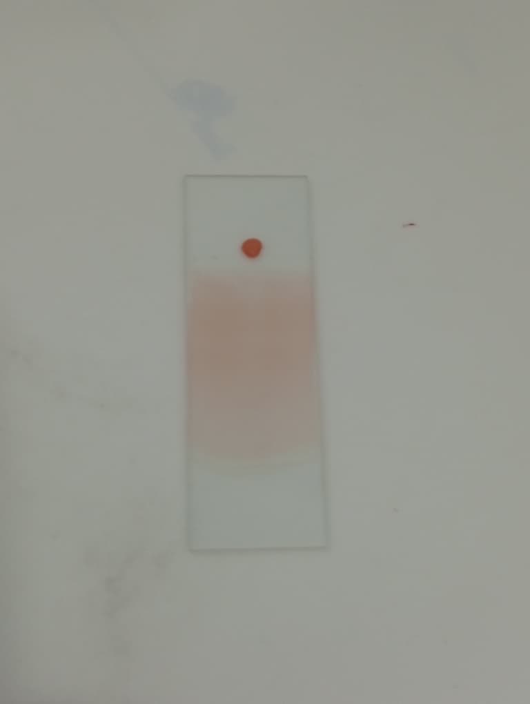 Dododawa (MLS) tweet media