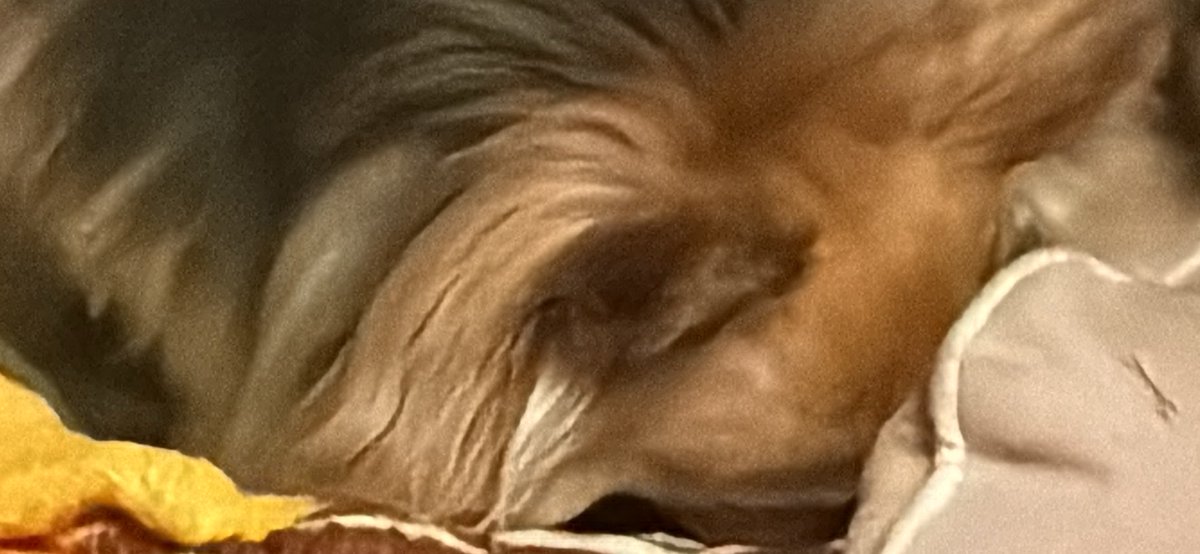 緒方@道頓堀両日 tweet media