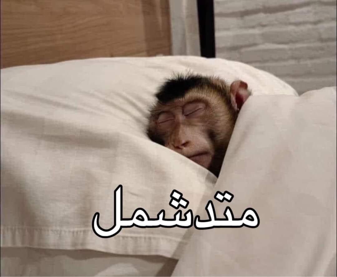 m0hamed0vic's tweet photo. @Catwomen376 https://t.co/4Y4hxEKGug