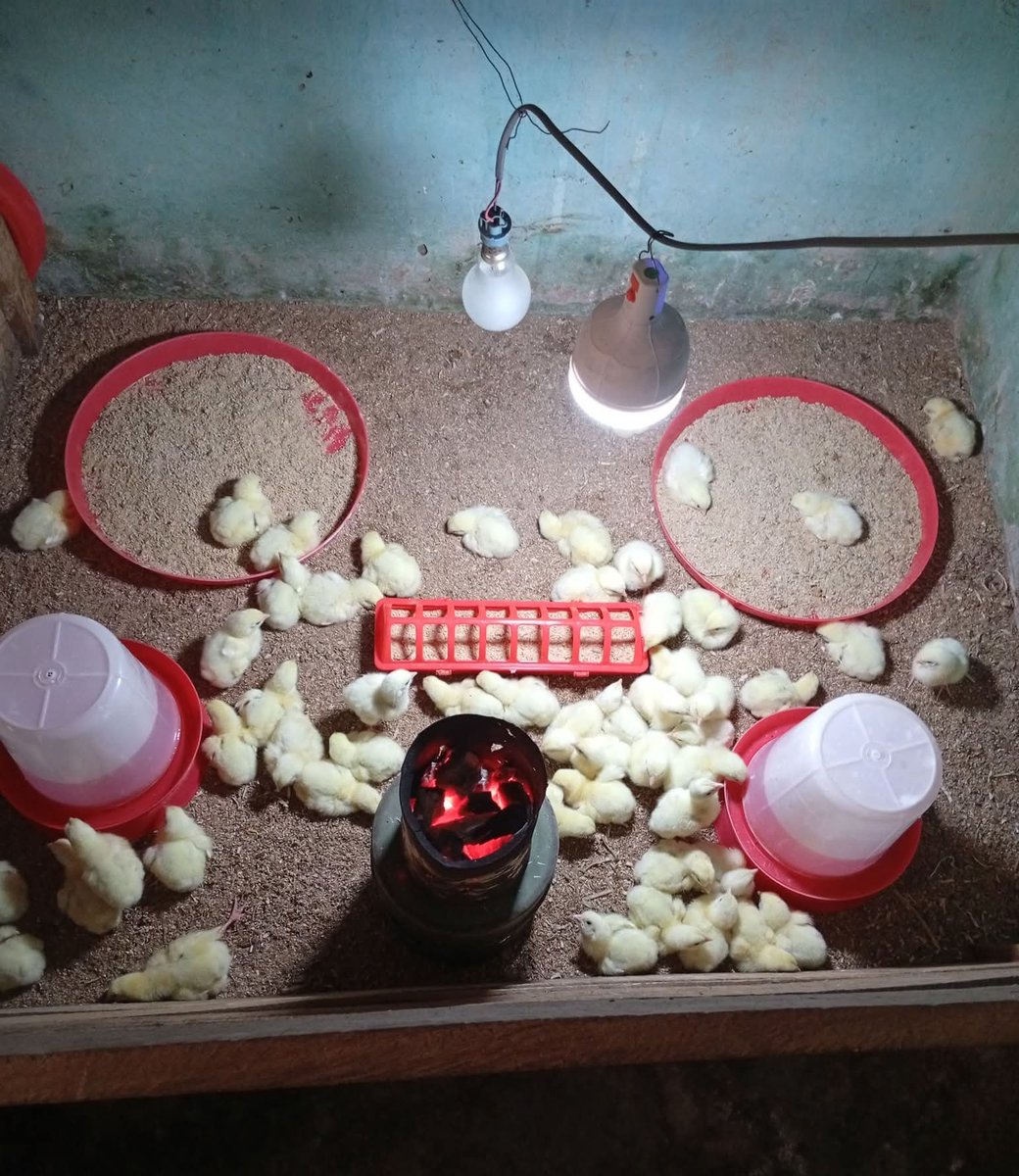 Tope_Orus's tweet photo. DAY 1 glucose
DAY 2 - 5 antibiotics and multivitamins
DAY 6 plain water
DAY 7 vaccination 

This is the guideline we will be following for the first week treatment. This treatment are not ch£micals, but veterinary drvgs which are given to livestocks for their wellbeing. Just like humans take paracetamol and Malar|a drvgs, that's how livestock also need treatment to maintain good health and produce healthy meat for human consumption. They are livestocks and are exposed to dirty environment which in turn can causa terrible disease outbreak without proper preventive treatments and Vaccinations.

Follow me for more update