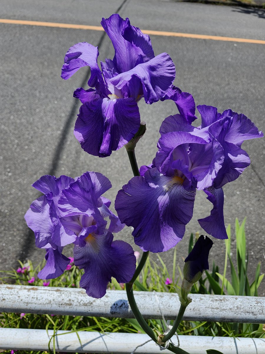 るんりん tweet media