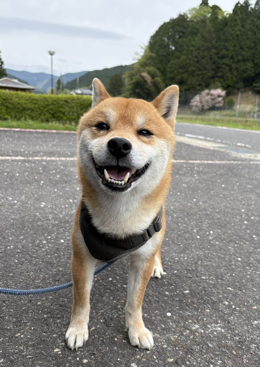 福ちゃん (@fuku_shiba29) / Posts / X