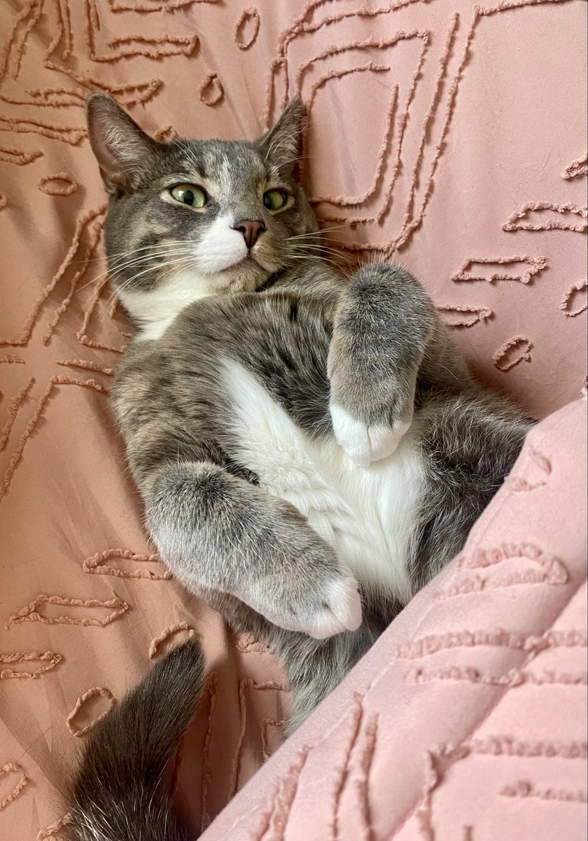 nortrapp's tweet photo. @ElyKreimendahl Stoppp looks just like my baby as a kitten 😭 https://t.co/CyJFvac7CL