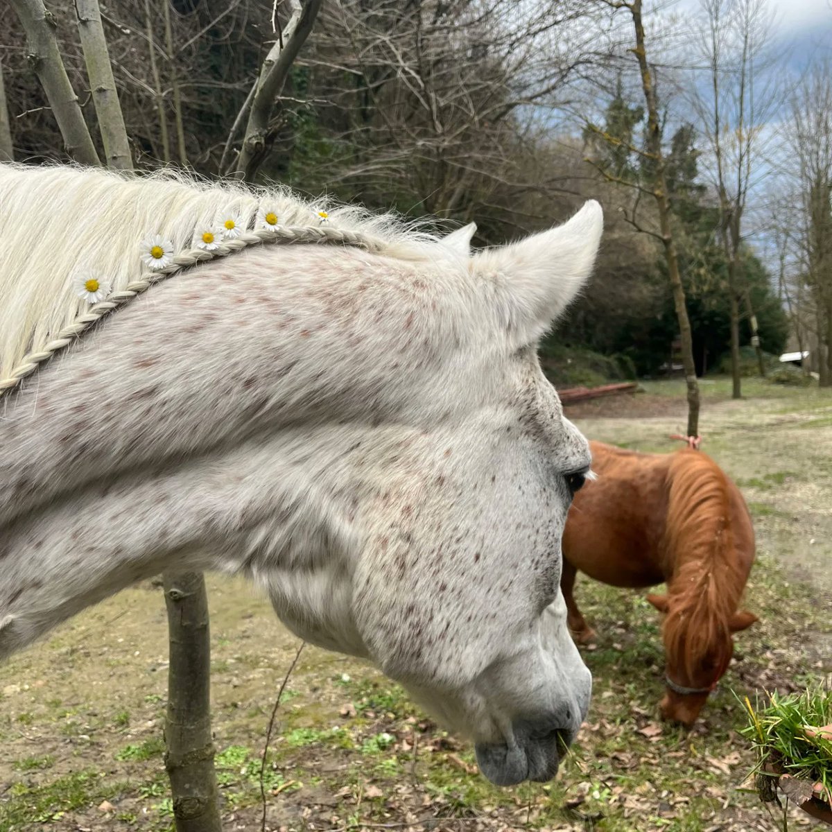 Purely Green tweet media