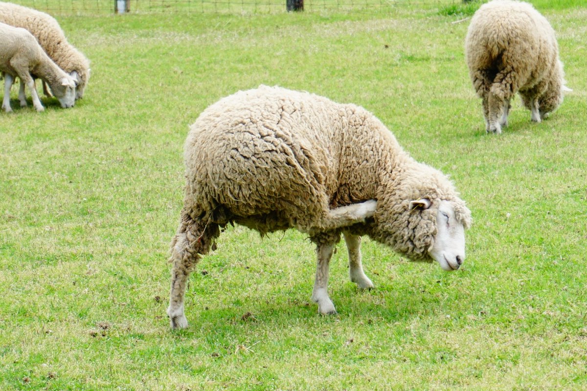 ヒツジノ/一日一羊🐏 tweet media