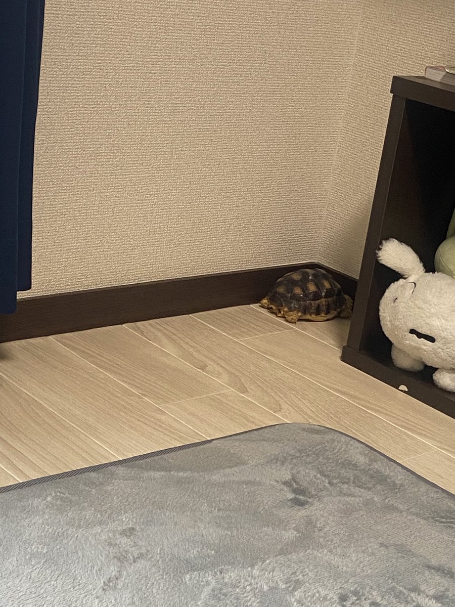 サブレ tweet media