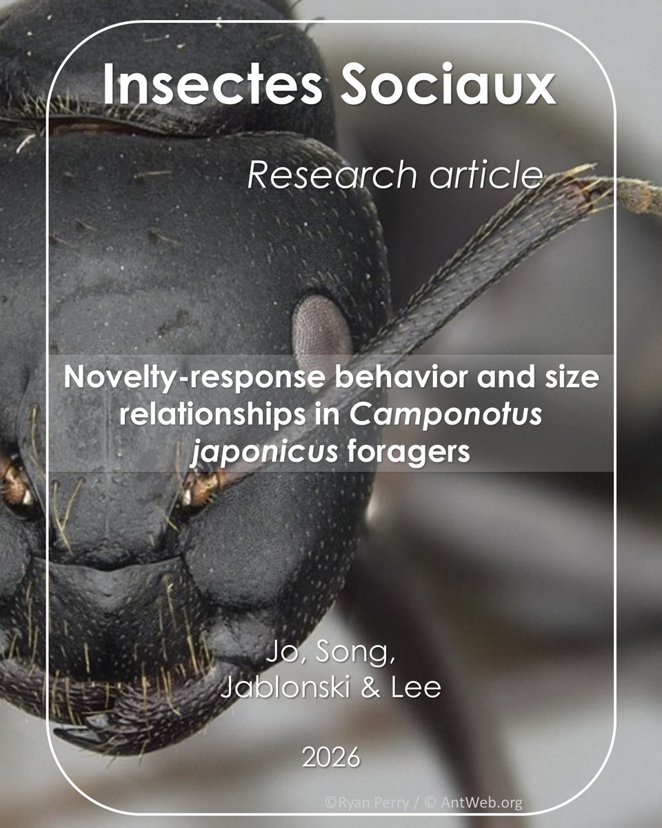 InsSociaux's tweet photo. New research article! ๐ฐ
Jo et al. shows that foragers' body size strongly influences aggregation in novel environments while exploration and inactivity remain size-independent ๐
๐ https://t.co/Lf1KtqyV74
#SocialInsects #Camponotus #AntForaging #Polymorphism #NoveltyResponse https://t.co/mCqQIoqArq