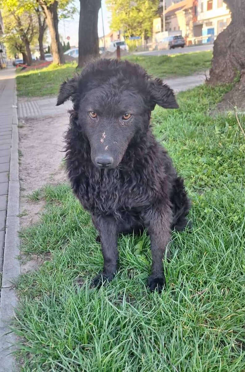 Udruženje za zaštitu životinja Pazovačke šapice tweet media