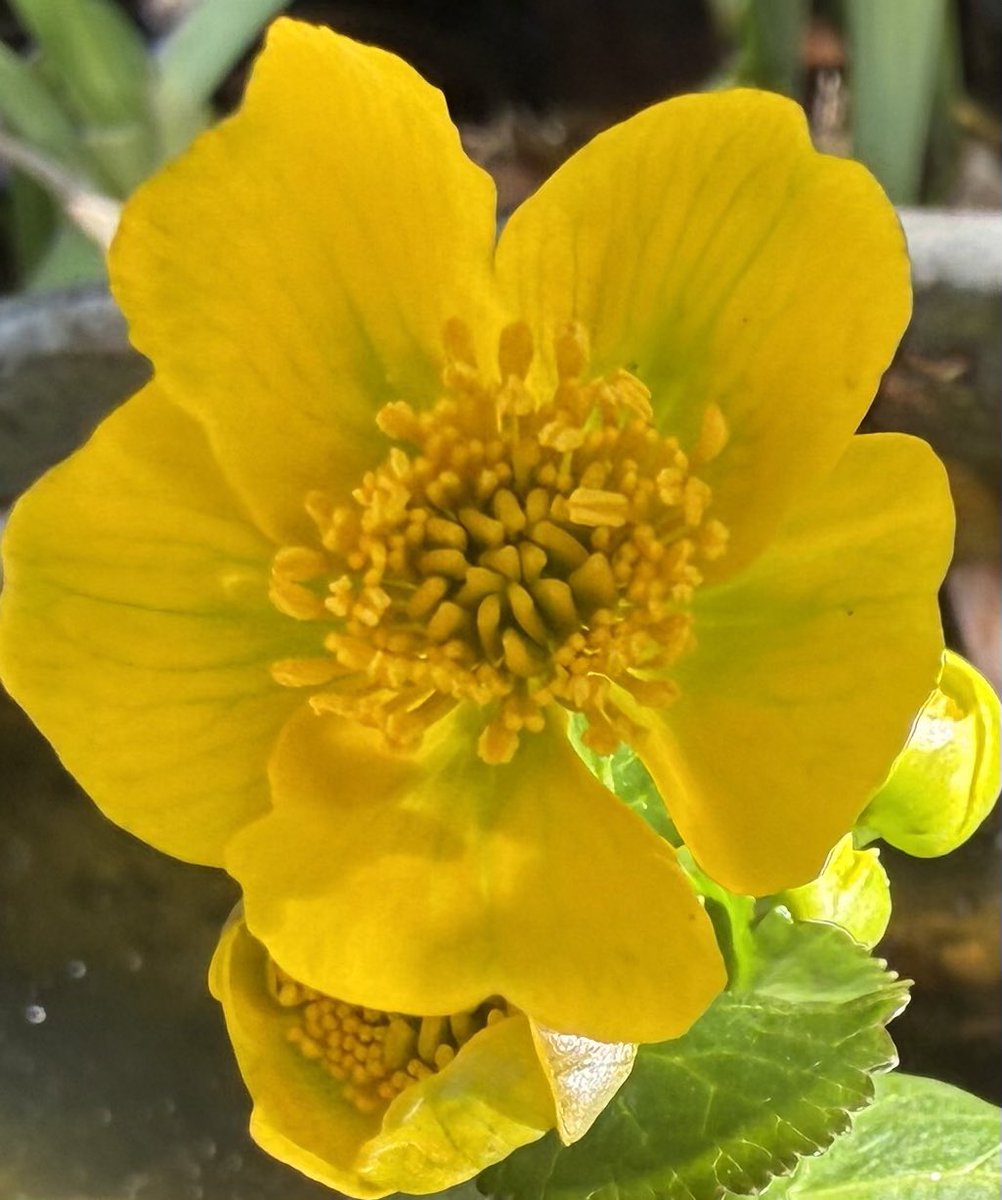 TheresaPengelly's tweet image. Good Morning. The Marsh Marigolds have arrived in #mygarden
#flowerphotography
