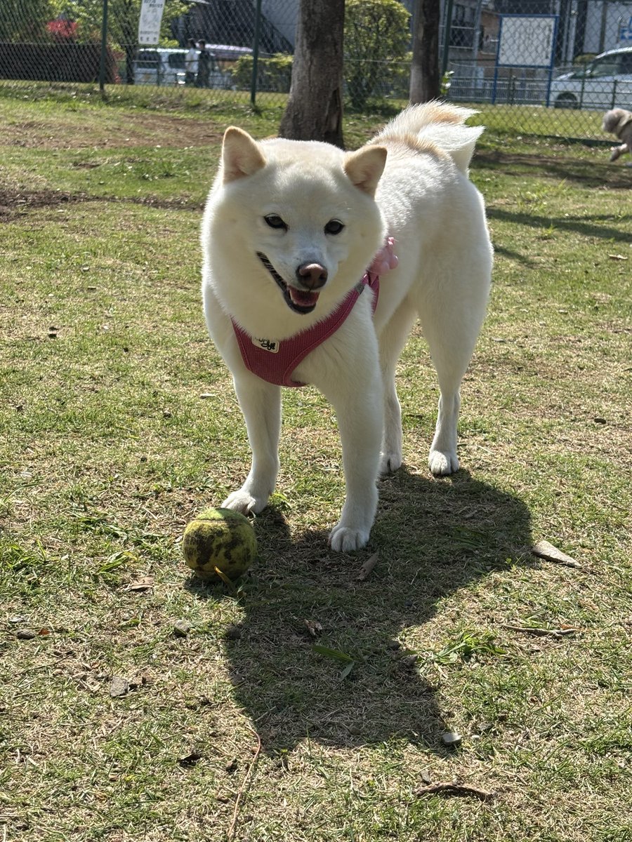 あまりにもプリティー