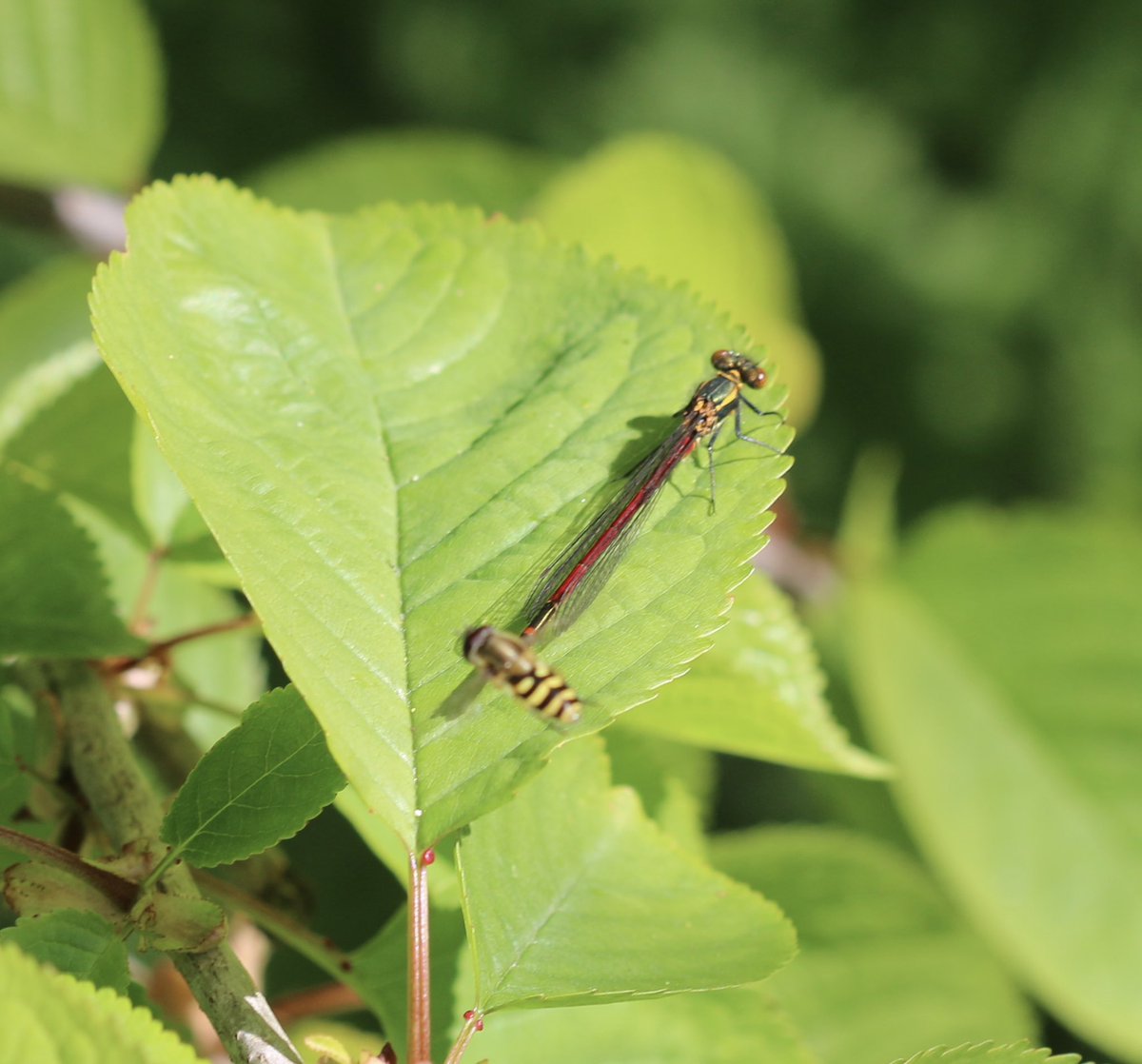 MartinHey3's tweet photo. Ride out to Peckforton castle yesterday - cuckoo calling in the surrounding woodland. Picnic stop with an Ashy Mining bee, Large Red Damselfly with hoverfly. @thetandemclubuk @OrbitTandems #Cheshire https://t.co/B84WefEwTc