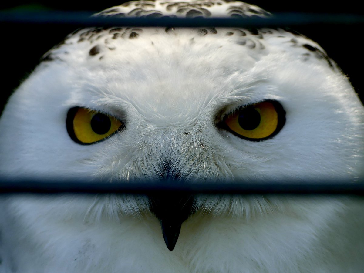 Wortgestalten tweet media