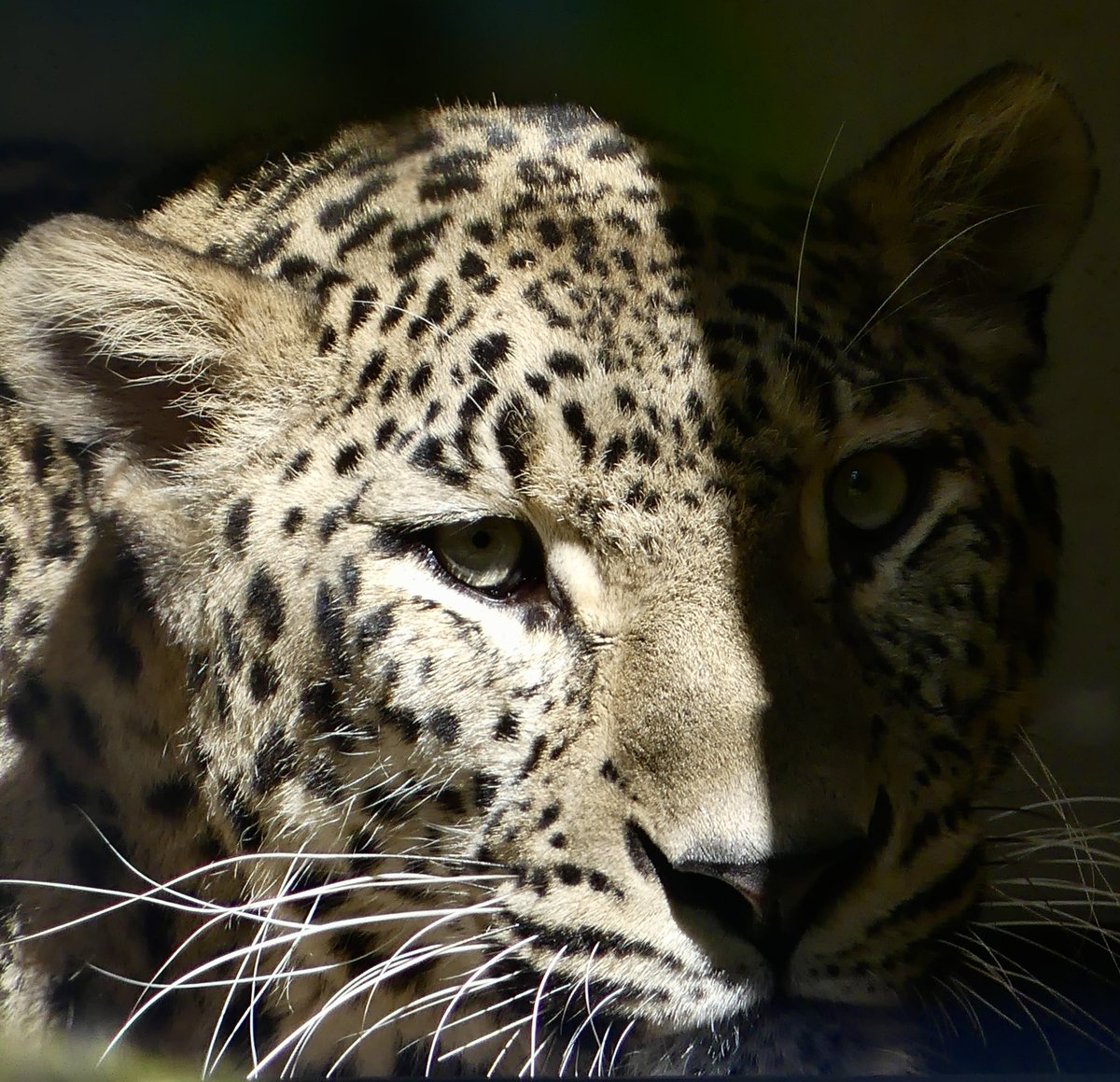 Wortgestalten tweet media