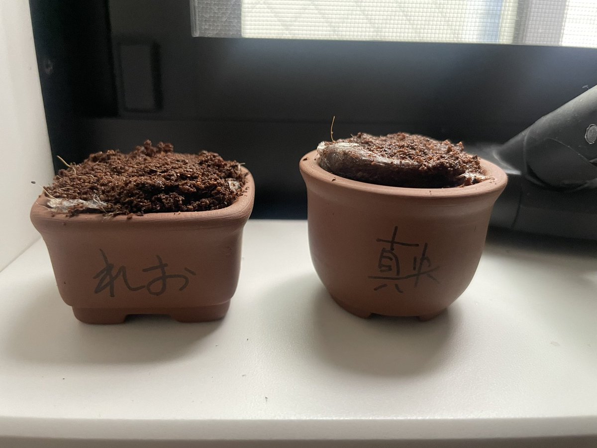 午前茶 tweet media