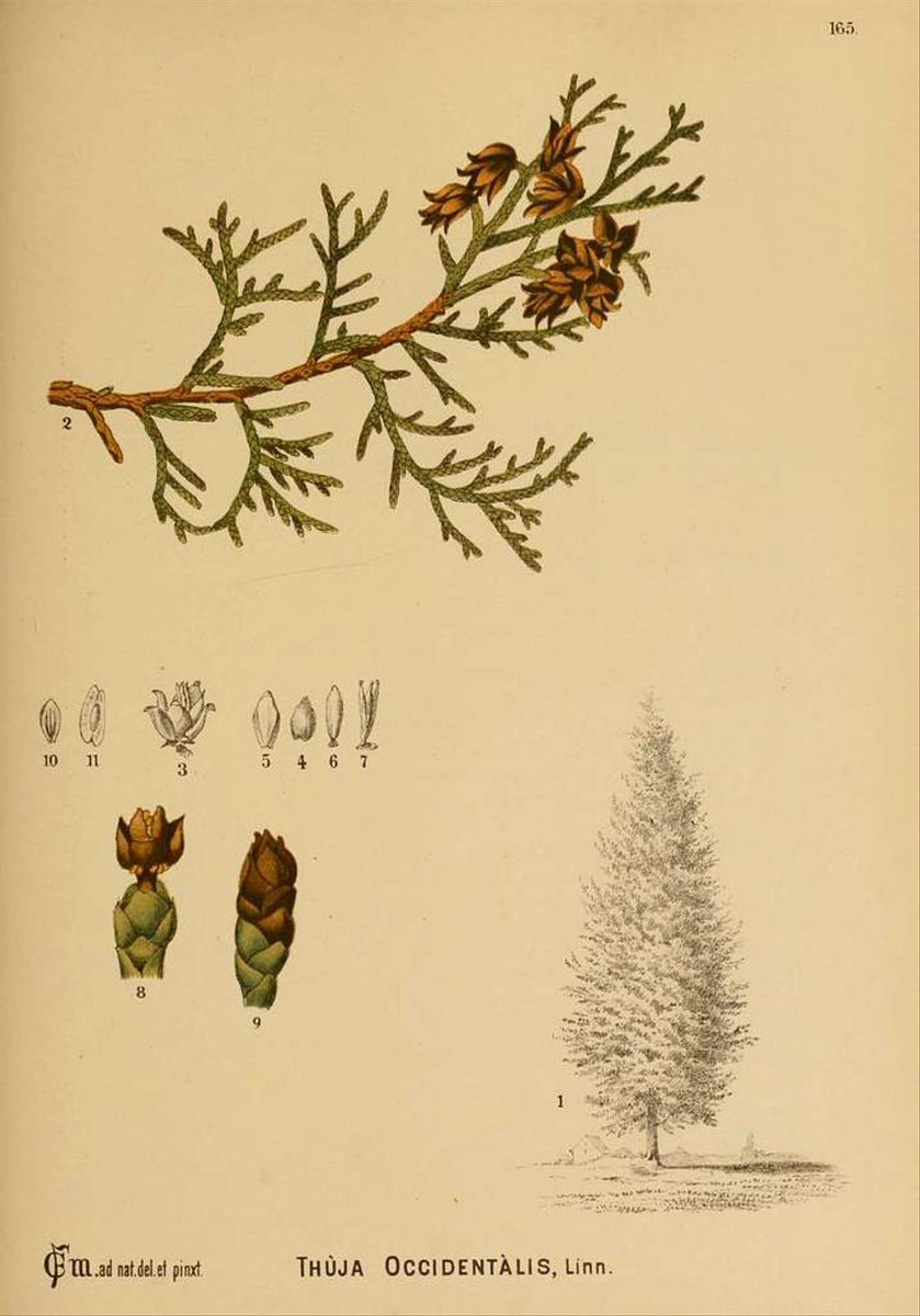 Botanitopya tweet media