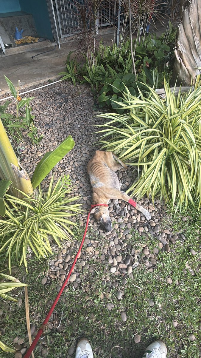 NiallHarbison's tweet photo. Moving him around is not very easy as he’s scared of me and the lead. 

He just sort of fake collapses in fear and is like a rock (2/3) https://t.co/Pna2LiWLqi