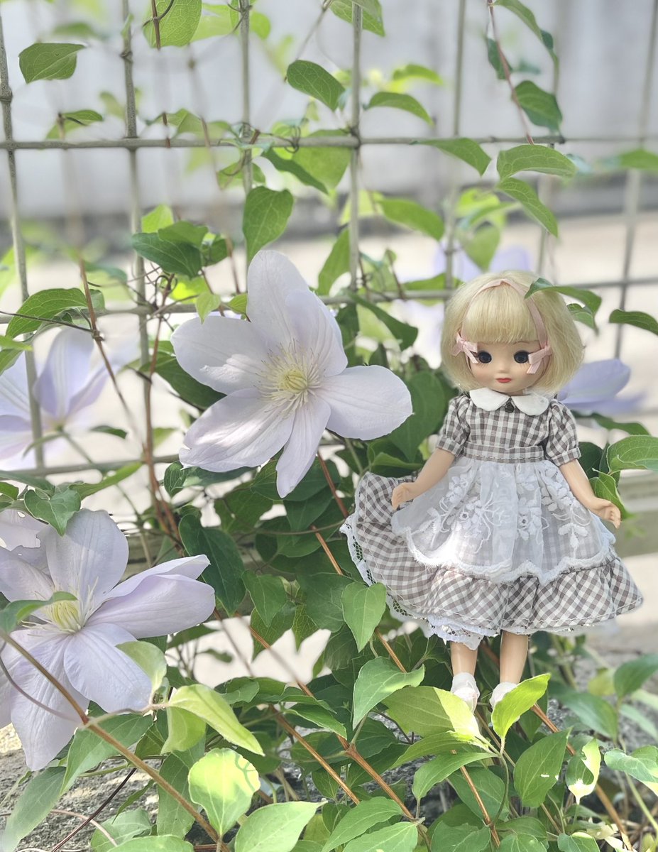 ukkarikensetsu's tweet photo. エビフライみたい、と言われるフレンチラベンダーはやっぱりうさぎみたい、と思うウサべっち〜
母が植えたクレマチスも咲きました
#tinybetsymccall https://t.co/4bW4On3oVf