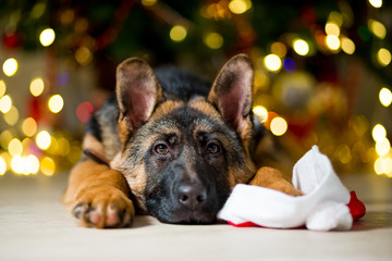 marillion13's tweet image. Adobe screenshot # 1:
I hope this German Shepherd pup got some toys and a big bone fur #Dogmas. Or a new harness and leash. 
🤣🤣🤣🤪🤪🤪🐶🐶🐶💖💖💖
# 2: 
When the stick is bigger than the dog is himself...