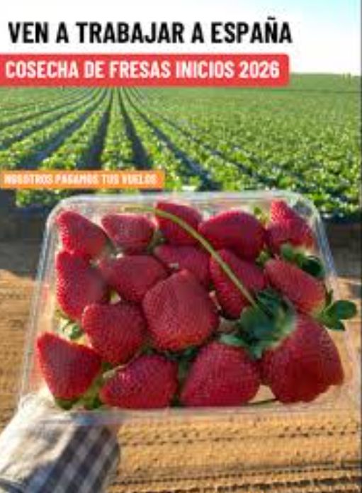 JESÚS EL ROJO ❤️💛💜🇵🇸 tweet media