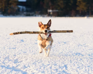 marillion13's tweet image. Adobe screenshot # 1:
I hope this German Shepherd pup got some toys and a big bone fur #Dogmas. Or a new harness and leash. 
🤣🤣🤣🤪🤪🤪🐶🐶🐶💖💖💖
# 2: 
When the stick is bigger than the dog is himself...