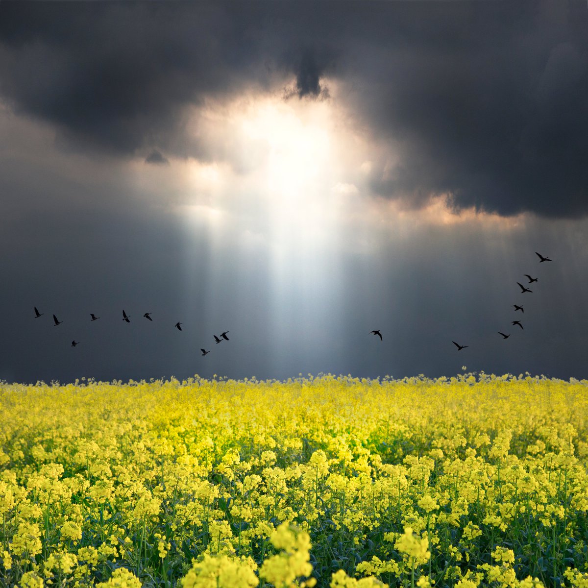 Saskia Boelsums tweet media