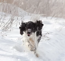 marillion13's tweet image. Adobe screenshot # 1:
I hope this German Shepherd pup got some toys and a big bone fur #Dogmas. Or a new harness and leash. 
🤣🤣🤣🤪🤪🤪🐶🐶🐶💖💖💖
# 2: 
When the stick is bigger than the dog is himself...