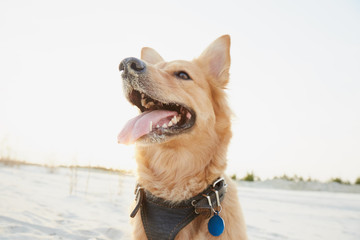 marillion13's tweet image. Adobe screenshot # 1:
I hope this German Shepherd pup got some toys and a big bone fur #Dogmas. Or a new harness and leash. 
🤣🤣🤣🤪🤪🤪🐶🐶🐶💖💖💖
# 2: 
When the stick is bigger than the dog is himself...