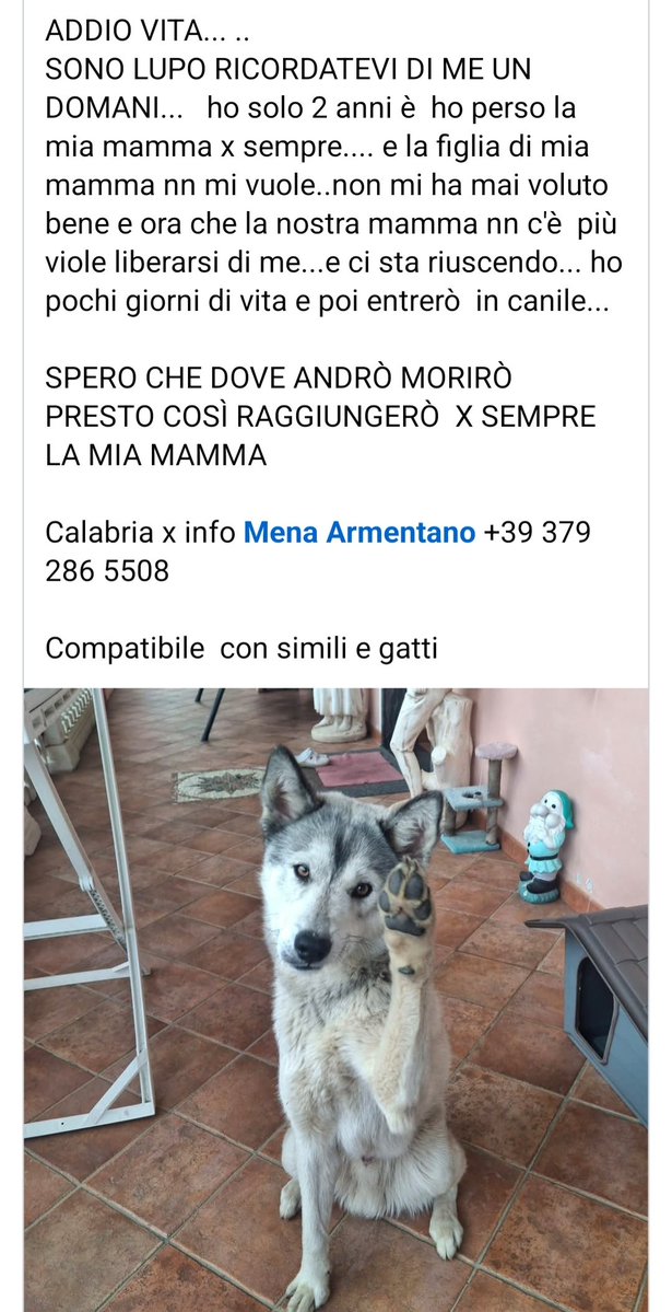 giuseppe esposito tweet media