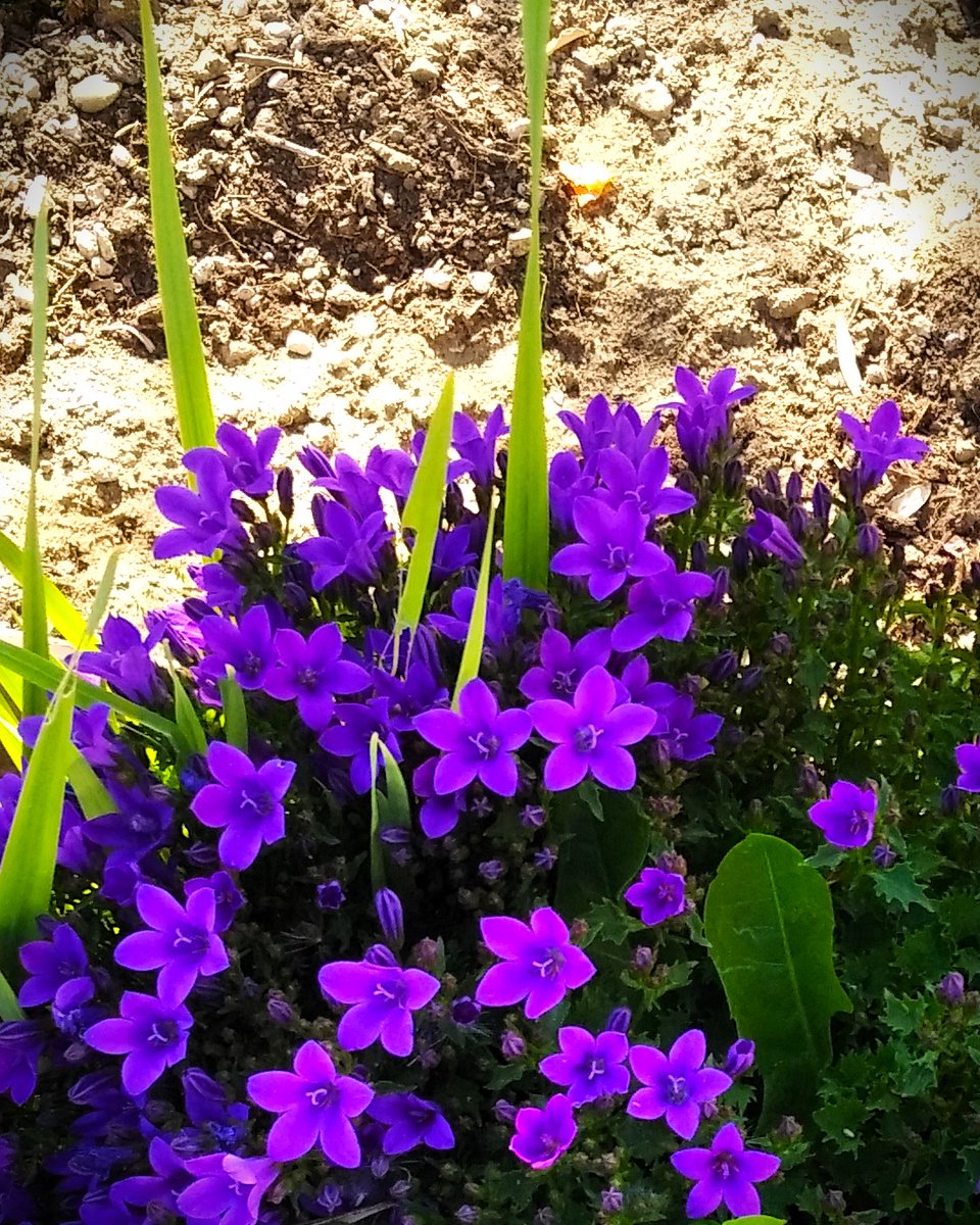 uno come tanti tweet media