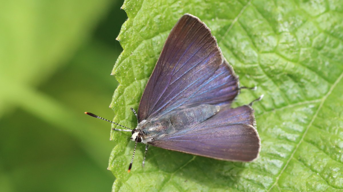 insects_birds's tweet image. トラフシジミ, The Japanese Flash, Rapala arata #butterflies #bugs #insects #蝶 #チョウ #昆虫