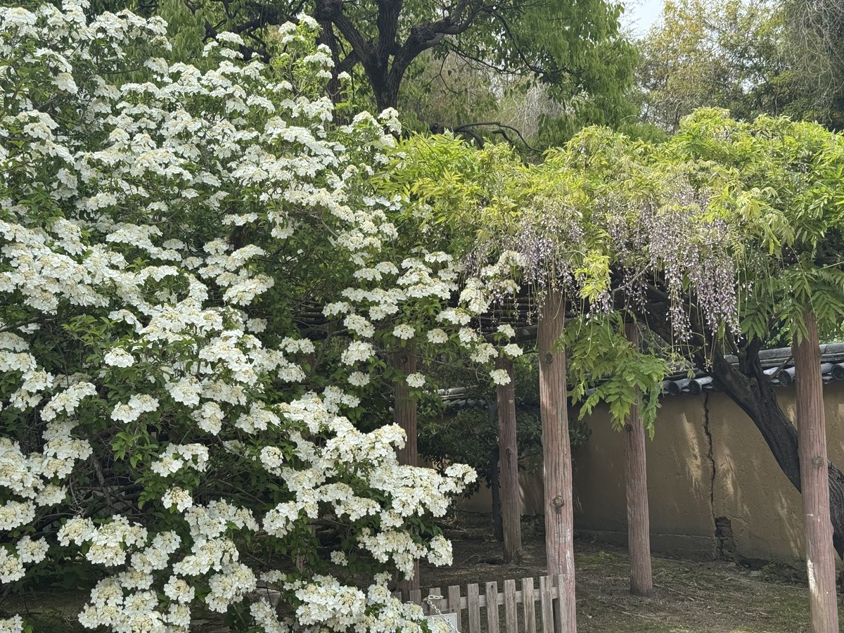 唐招提寺の瓊花（けいか）
ようやく見ることができた。
鑑真和上のふるさと揚州から60年ほど前に贈られたという。隨の煬帝はこの花を愛してこの地より持ち出しを禁じたそうだ。