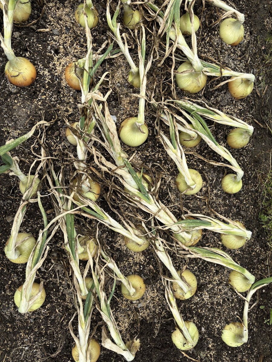 おやさい日記
満を持して収穫！
晴天が3日続いたら取りましょうって言うけど
この時期3連続晴れなんてないんだよ！！