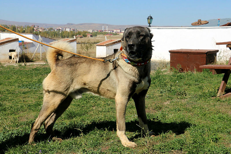 Kürd Barbi tweet media