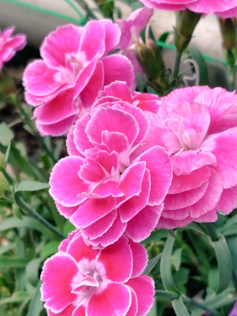 まるこ tweet media