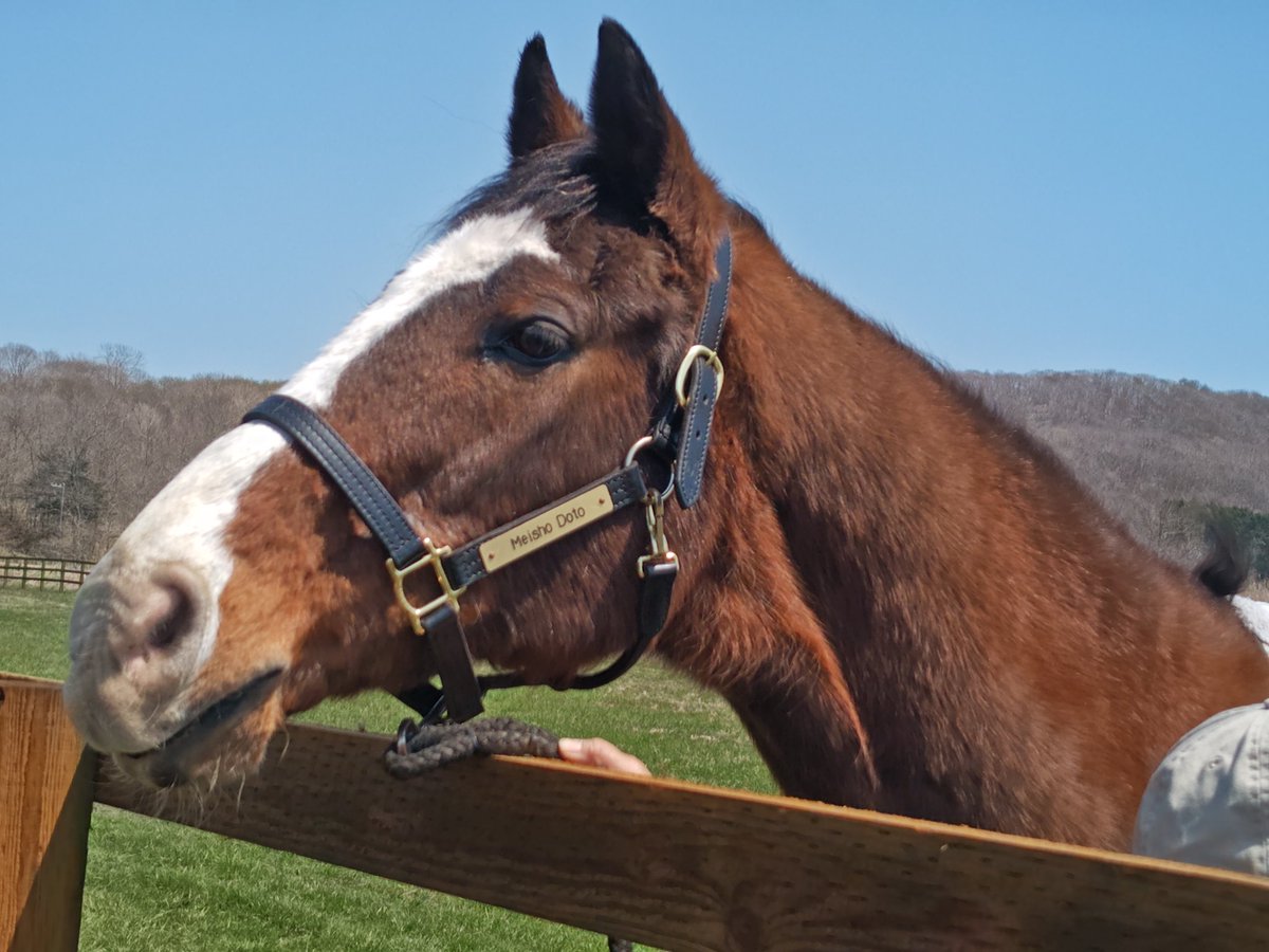 にょろにょろぴょん tweet media