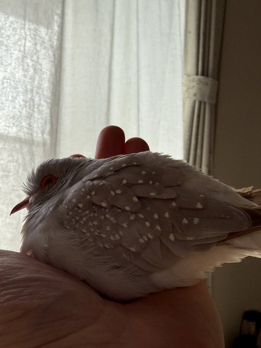 さんぽっぽ（薄雪鳩.ウスユキバト.Geopeliacuneata.Diamonddove） tweet media