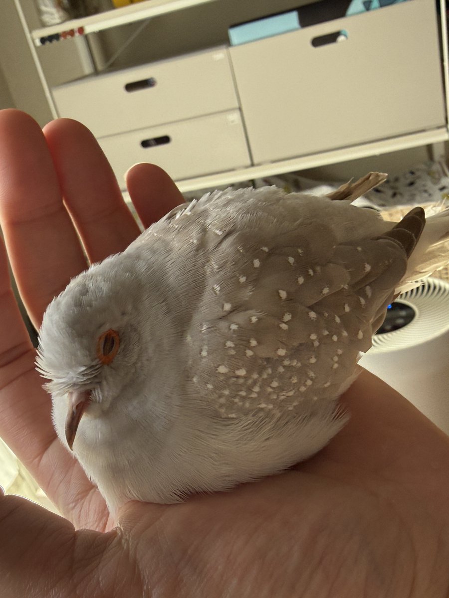 さんぽっぽ（薄雪鳩.ウスユキバト.Geopeliacuneata.Diamonddove） tweet media