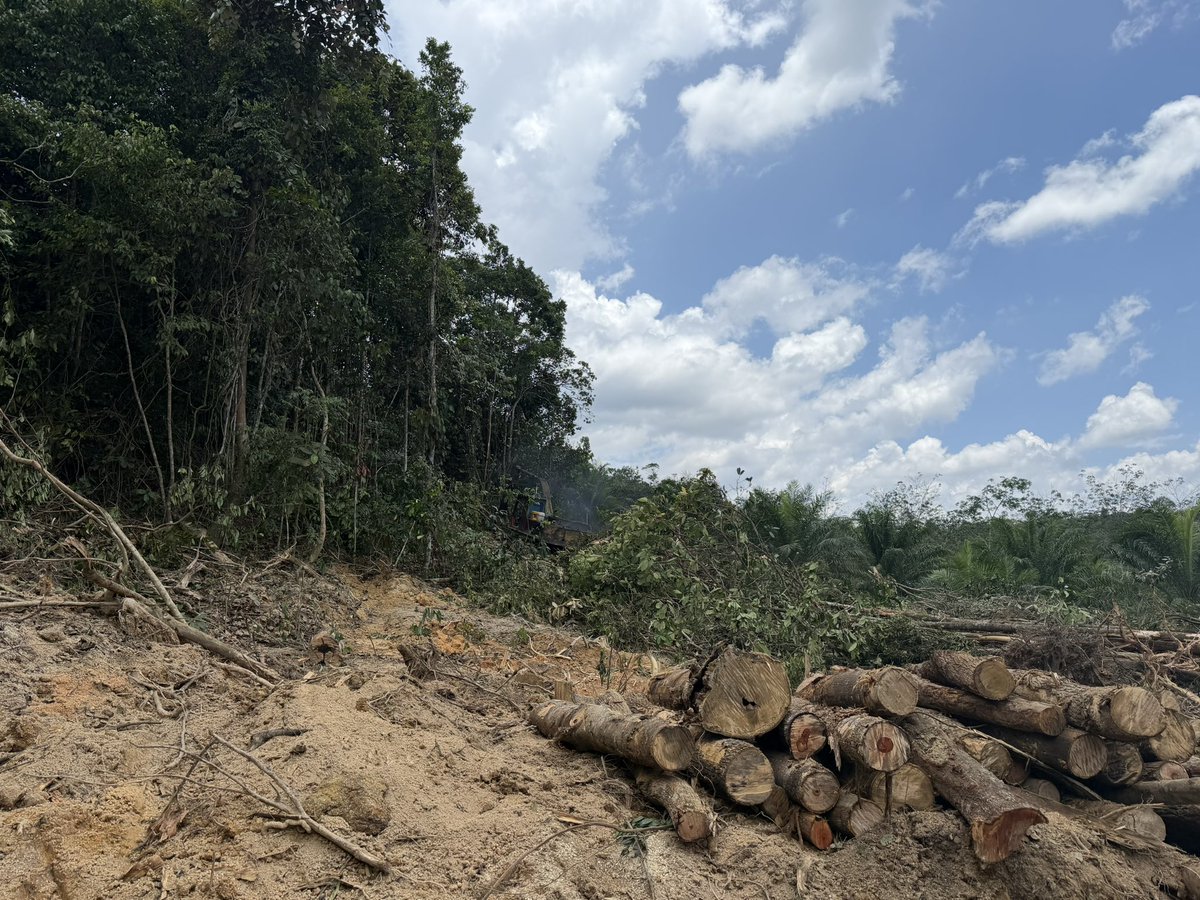 MohdAzmdn's tweet photo. Next project kebun? https://t.co/RST9kMfQs1
