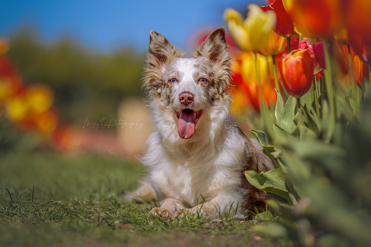 MissDPetography's tweet photo. Beautiful Rhubarb in the Tulips in Staffordshire! #Collie #PetPhotography #Photographer #Tulips #TulipFields #Photography https://t.co/1ri8B3QOMW