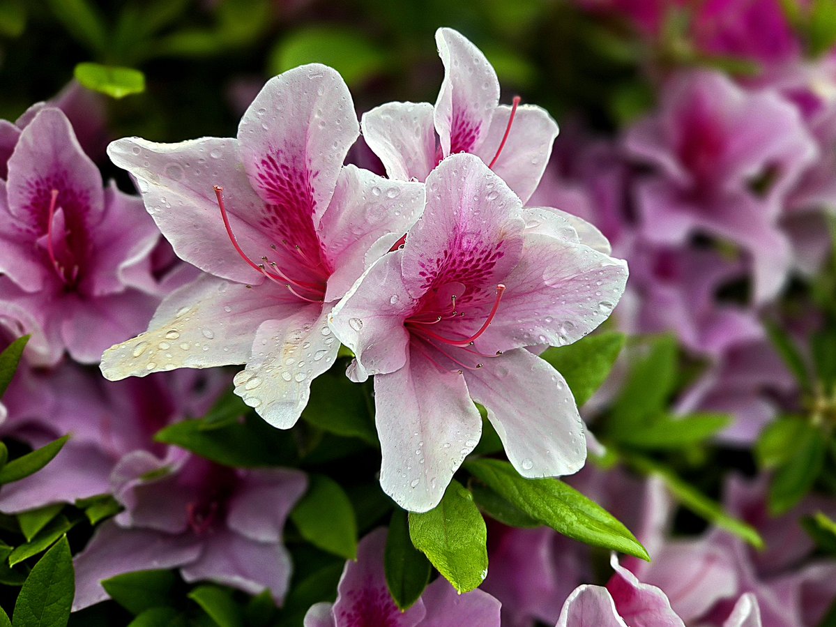 りた。 tweet media