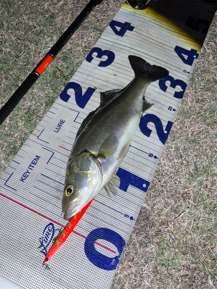 daiP_A_LUNKER's tweet photo. ファンシーミール&レッドオルコ
YUKARI🌹さん考案カラー炸裂💥
#SEABASS
#シーバス
#Pickup
#ノガレ120F
#fimo
#YUKARI考案カラー
#ファンシーミール
#レッドオルコ
#APIA
#Foojin'RS
#PURSUINGALUNKER. https://t.co/mDokjang0k